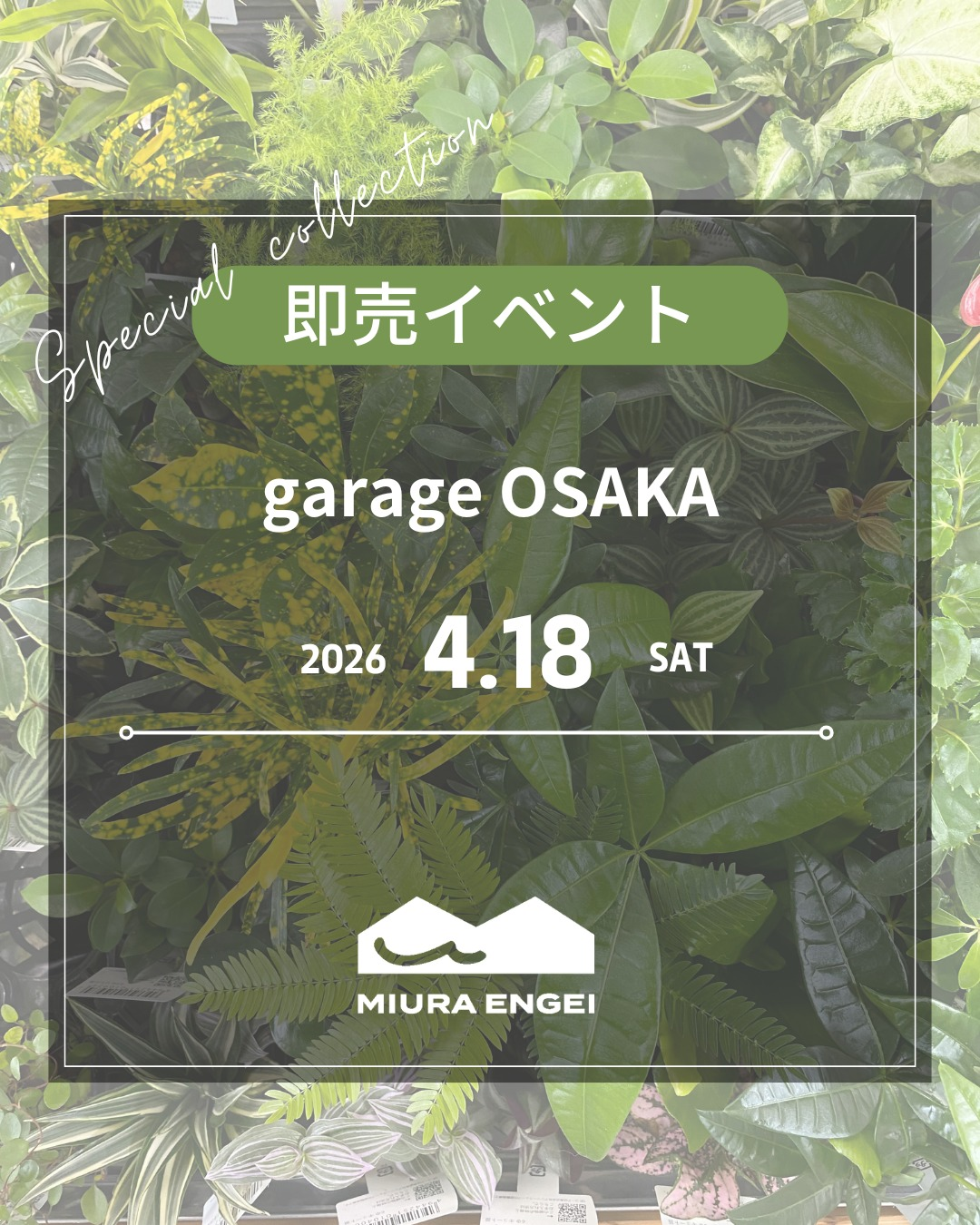 20260322 植栽など大量受注承ります garage OSAKAが販売イベント2026を開催、三浦園芸の土苗植物とハイドロ