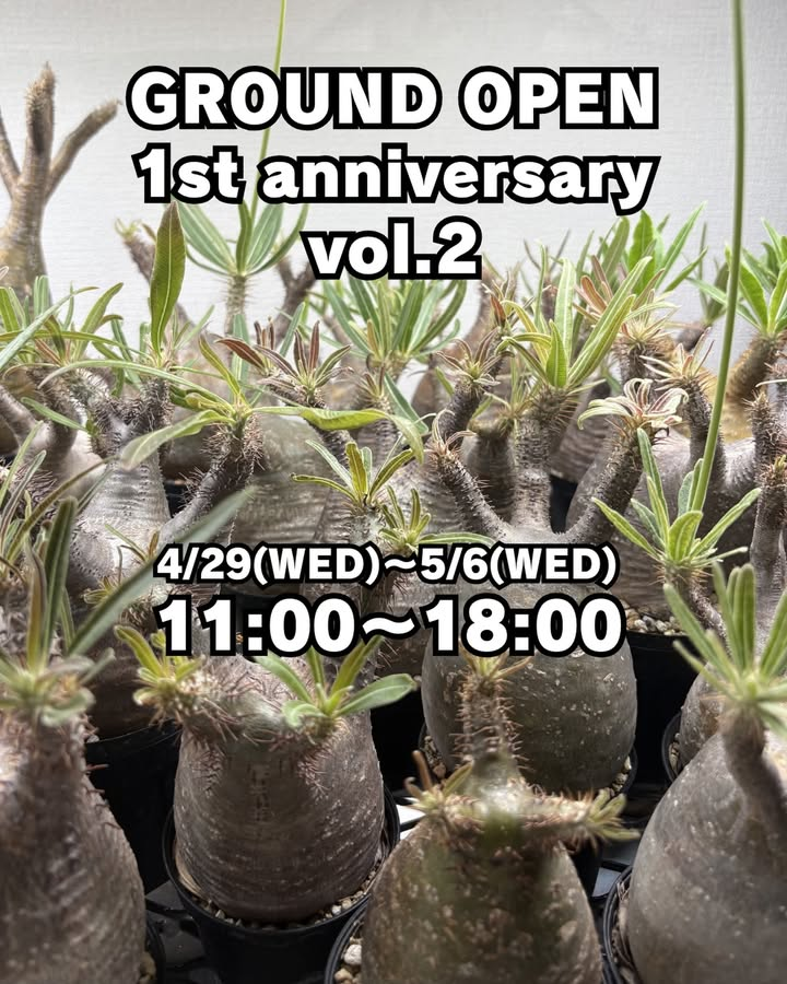 N3SELECTが2026年周年祭vol2を実施、パキポディウムグラキリス祭と
