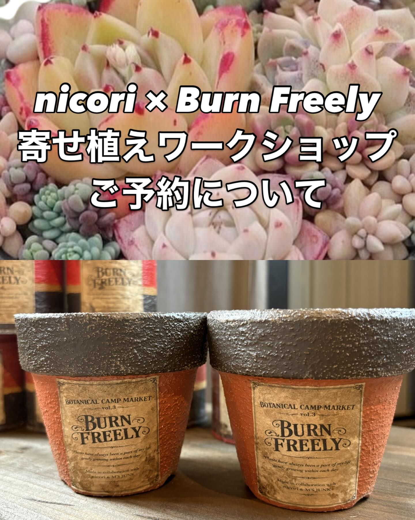 Top【選抜株】多肉植物　19157アイスランディック　コフィー 36個　鉢無し BurnFreelyとnicoriが多肉植物寄せ植えワークショップを開催、BCMvol.3