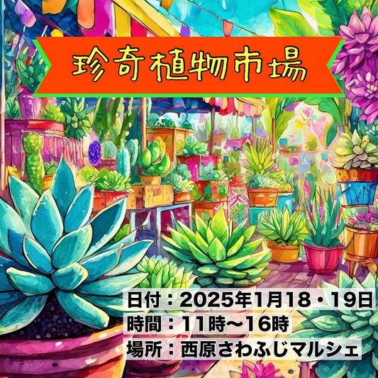 西原さわふじマルシェで珍奇植物市場Vol.5を開催、33業者による多肉植物とアガベの展示販売で植物愛好家の交流促進へ