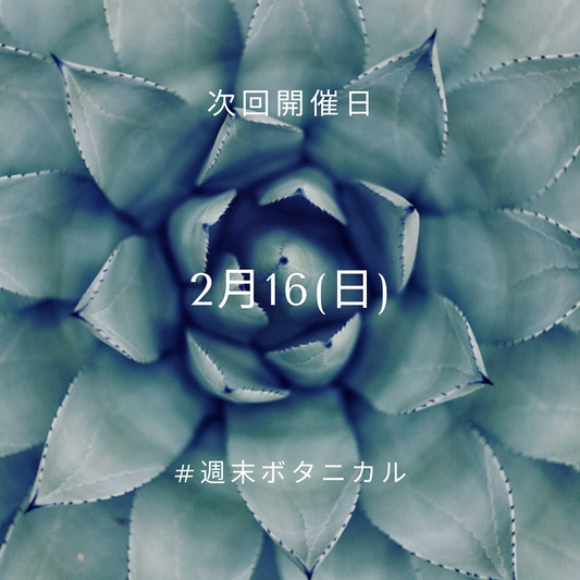 週末ボタニカルが静岡でマルシェを開催、多肉植物とレア植物の販売会にお楽しみ企画も追加