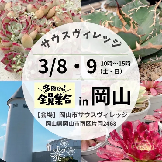 たにくふぁ~むが岡山で多肉植物イベントを開催、韓国苗のエケベリアやアエオニウムを中心に販売