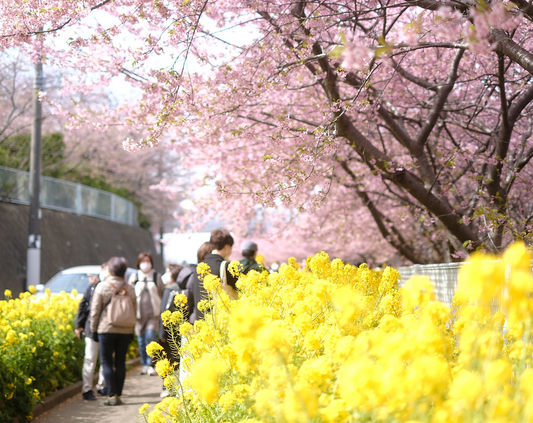 三浦海岸桜まつり2025が2月5日から3月9日まで開催、京急沿線に咲く1000本の河津桜を楽しめる春の風物詩