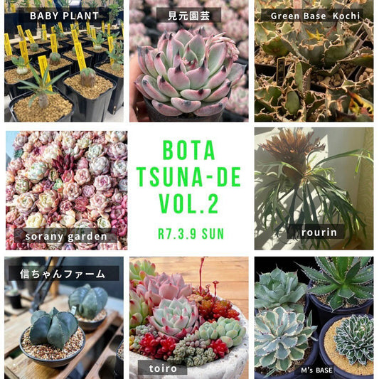 もりたうつわ製作所が土佐市で植物イベントBOTA-TSUNADE vol.2を開催、多肉植物からビカクシダまで多彩な植物が集結