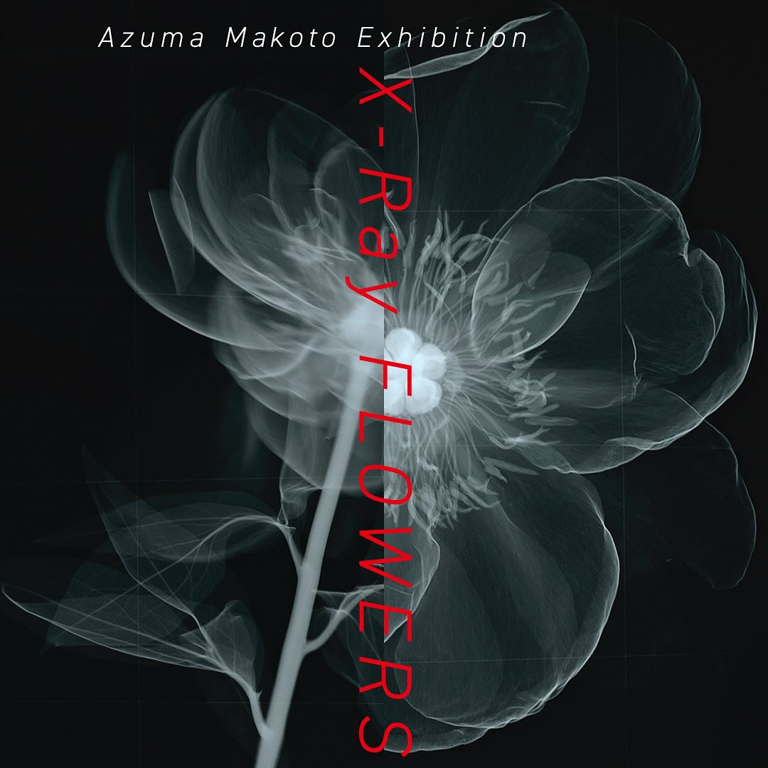 京都新聞とAMKKがX-Ray Flowers展覧会を開催、植物のX線撮影作品とAlgiersのライブパフォーマンスが融合
