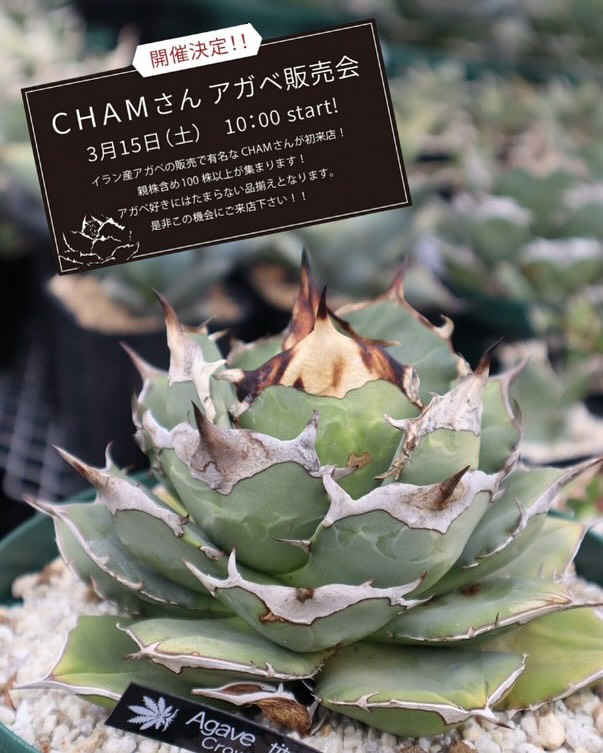 プロトリーフ二子玉川本店がイラン株専門家CHAMさんを招いたアガベ販売 プロトリーフ二子玉川本店がイラン株専門家CHAMさんを招いたアガベ販売