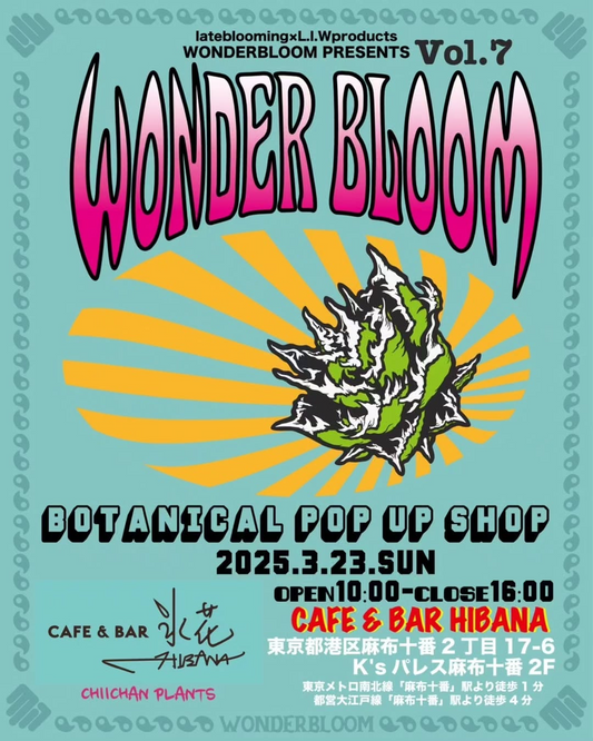 latebloomingとL.I.Wproductsが麻布十番でWONDERBLOOM Vol.7を開催、希少アガベや塊根植物が集結する植物ポップアップショップ