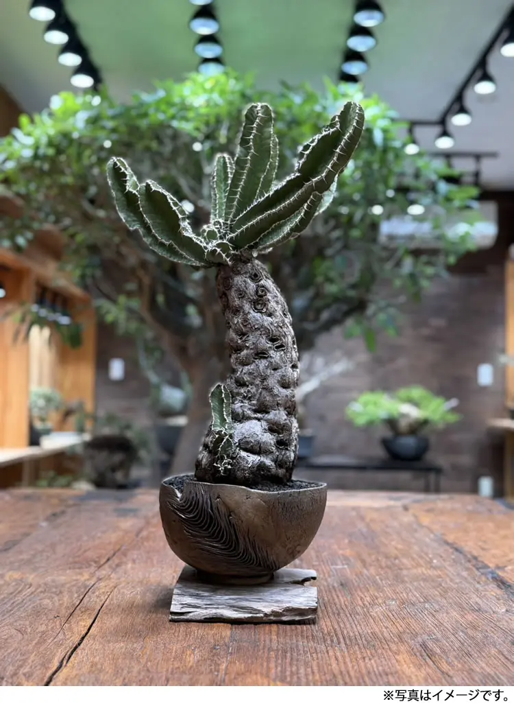 博多阪急が陶鉢アーチファクトスクワッドを開催、塊根植物と陶芸 博多阪急が陶鉢アーチファクトスクワッドを開催、塊根植物と陶芸