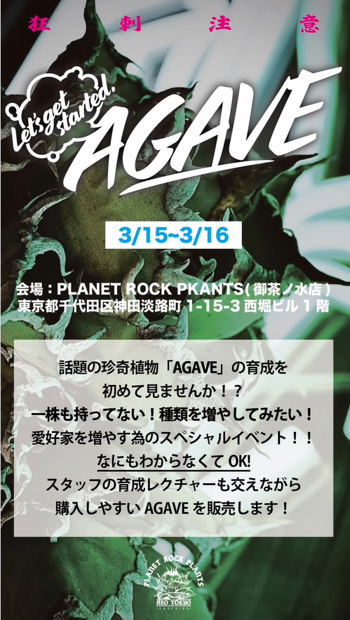 PLANET ROCK PLANTSが珍奇植物アガベイベントを開催、初心者向け育成レクチャーと購入サポートを提供