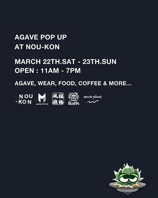 長崎と福岡のアガベ専門店が集結、AGAVE POP UP AT NOU-KONが2025年3月に長崎市で開催決定