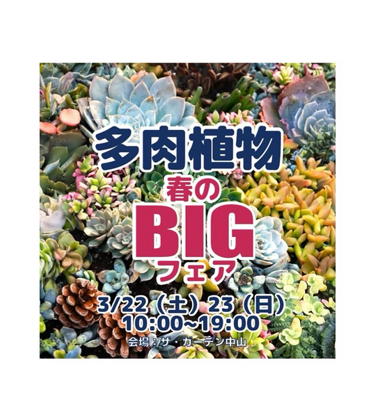 ザ・ガーデン中山店が多肉植物春のBIGフェアーを開催、昨年よりパワーアップした内容で多肉植物ファン必見の2日間に