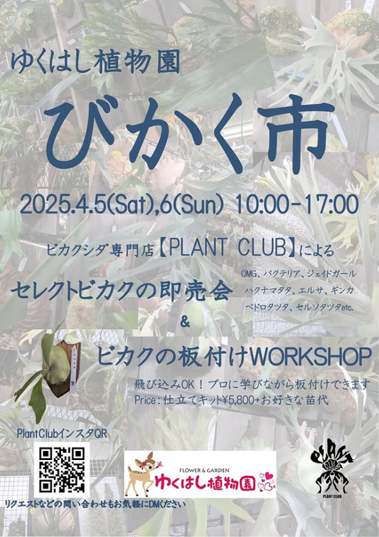 PLANTCLUBがビカクシダ即売会と板付ワークショップを開催、ゆくはし植物園で限定品種も販売