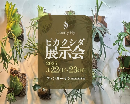ファンガーデンMASAKI本店が周年祭でビカクシダ展示会とliberty flyによる板付けワークショップを開催、愛媛県松前町で2日間の特別イベントを実施