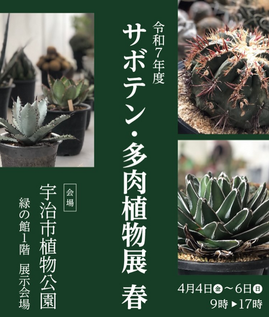 京都シャボテンクラブがサボテン・多肉植物展を開催、宇治市植物公園で珍品銘品の展示と販売が実現