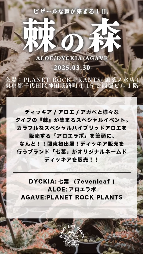 PLANET ROCK PLANTSが新イベント「棘の森」を初開催、アロエとディッキアの専門ブランドが東京に集結