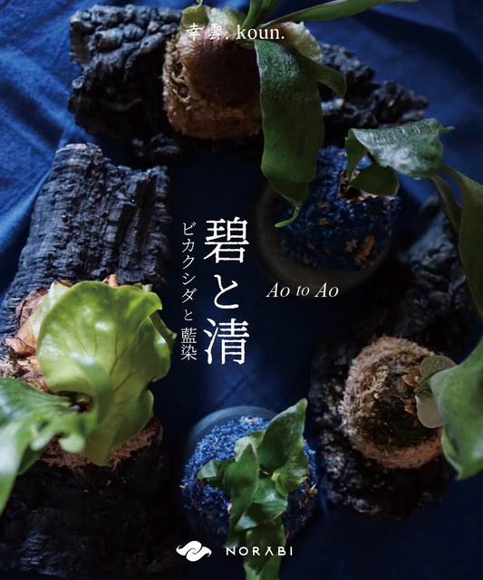 幸雲とNORABIが新展示「碧と清 -Ao to Ao-」を開催、ビカクシダと藍染の青色が千葉市のギャラリーに集結