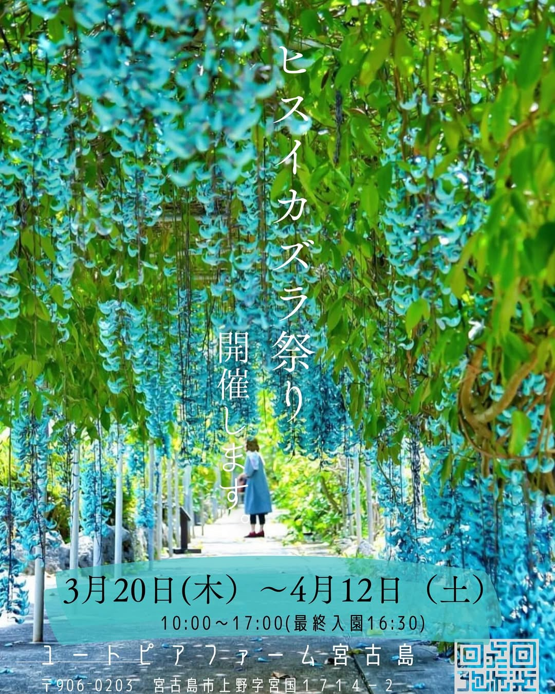 ユートピアファーム宮古島がヒスイカズラ祭を開催、春分の日に合わせた貴重な青い花の観賞イベントが盛況に