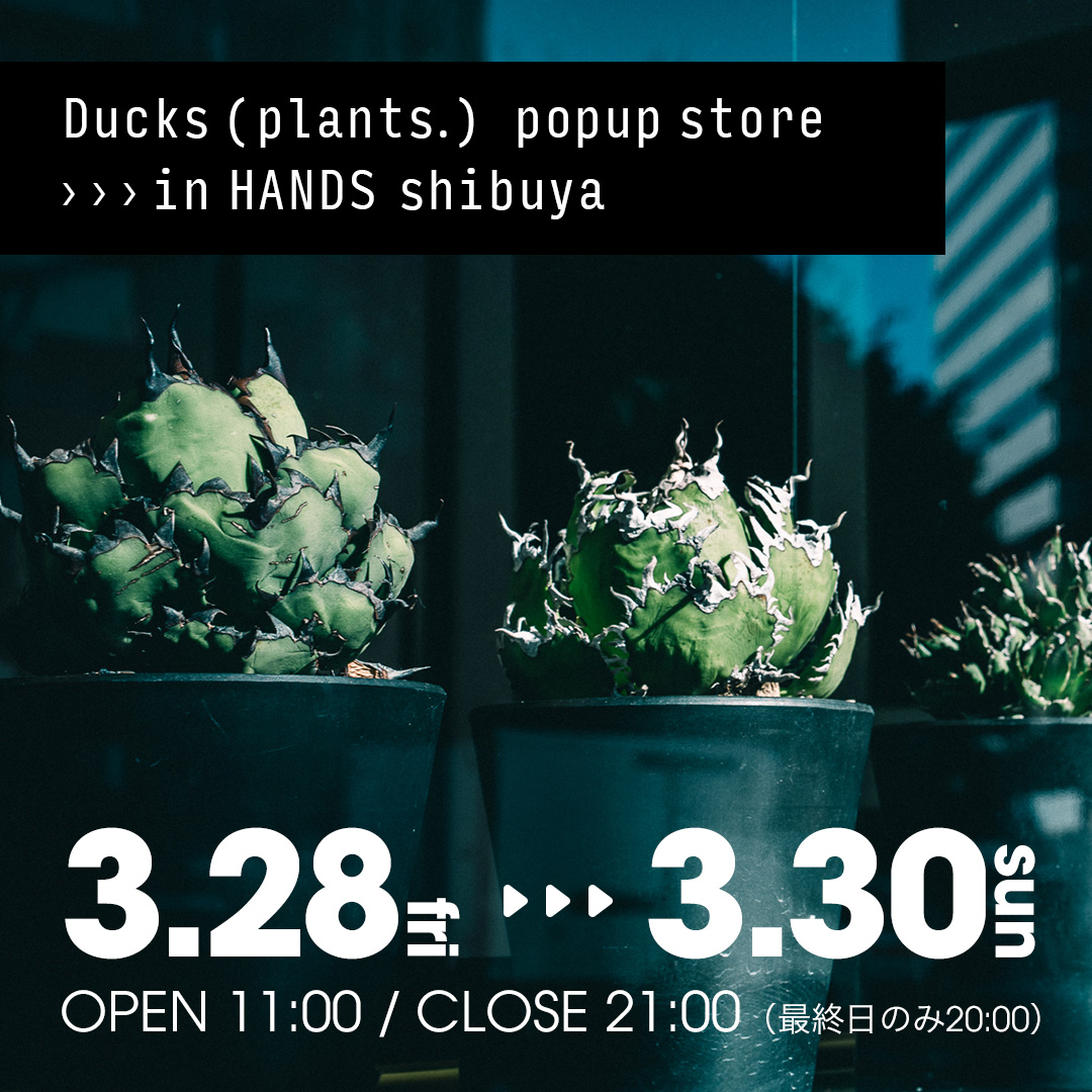 Ducks ( plants. ) POPUP STOREが渋谷ハンズで開催、希少アガベと特別な株の展示販売とプランツガチャが再登場