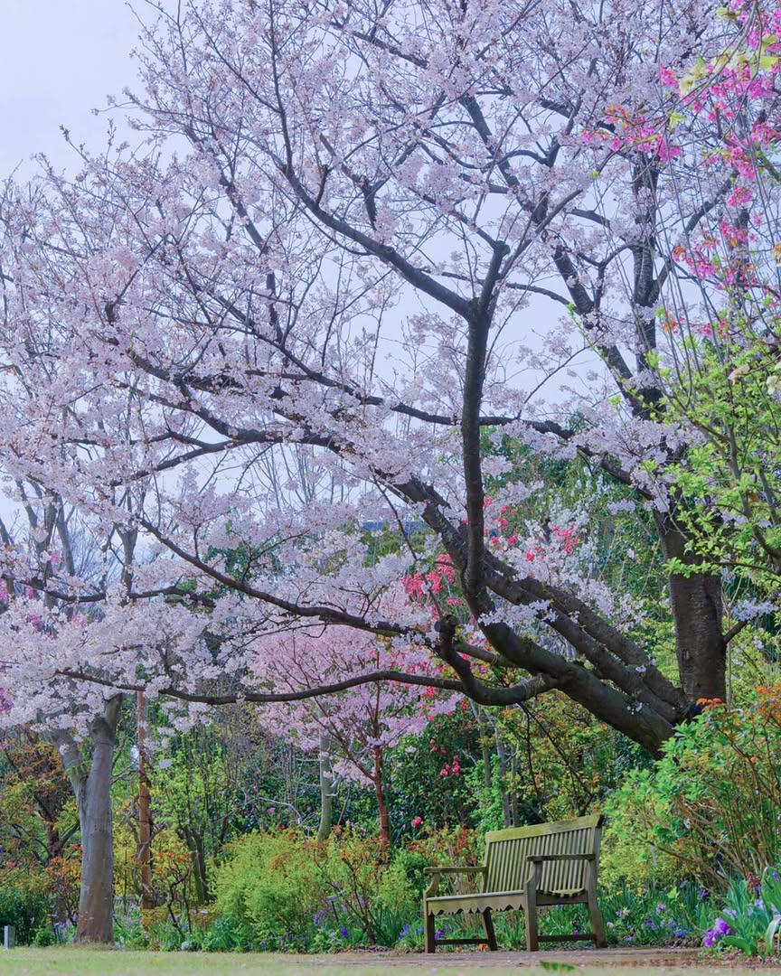 横浜イングリッシュガーデンがスプリング・フェスティバル2025を開催、30種類の桜と春の花々が園内を彩る春爛漫の庭園へ