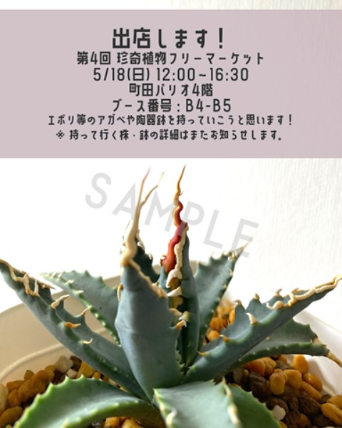 第4回珍奇植物フリーマーケットが町田パリオで開催決定、趣味家主体の珍奇植物専門イベントに40〜50組が出店予定
