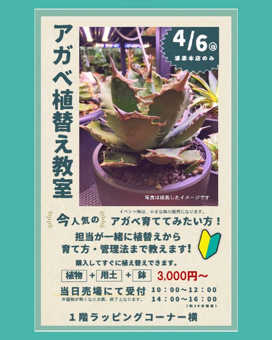 メイクマン浦添本店がアガベ植え替え教室を開催、専門スタッフによる育て方指導と3,000円からの植物セット提供で初心者にも安心の実践型ワークショップ