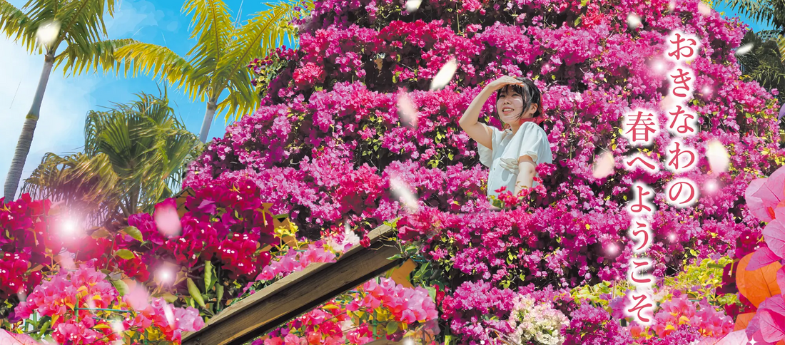 沖縄で日本最大級ブーゲンタワー展示、ブーゲンビレアの魅力を体験