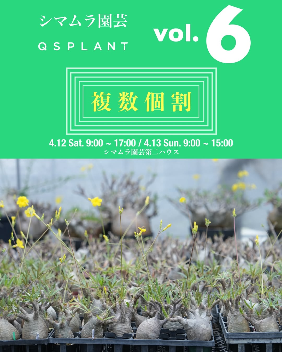 シマムラ園芸×QSPLANT植物イベント開催、多肉植物の魅力を体験