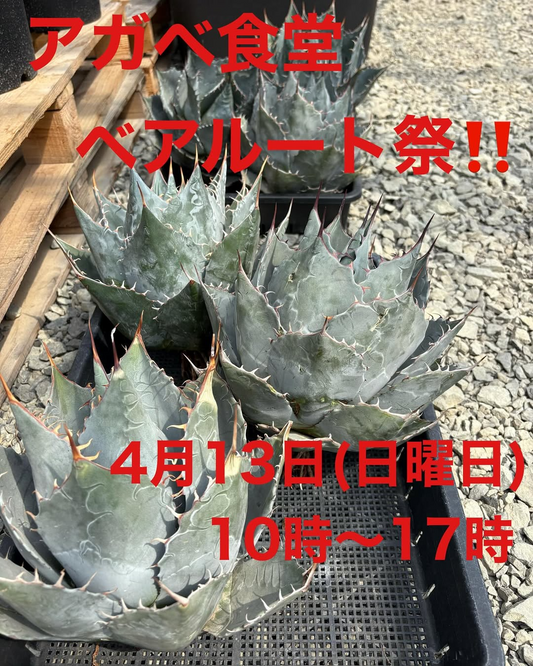 内田農園がアガベ食堂ベアルート祭を開催、希少なアガベ輸入株を特別価格で4月13日に販売