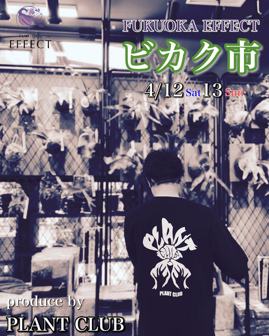 FUKUOKA EFFECTが4月12-13日に特別イベント「ビカク市」を開催、プラントクラブ監修の希少ビカクシダが集結