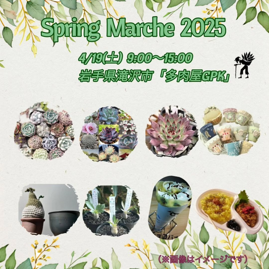 多肉屋GPKがSpring Marche 2025を開催、趣味家による希少な多肉植物が岩手県滝沢市に集結