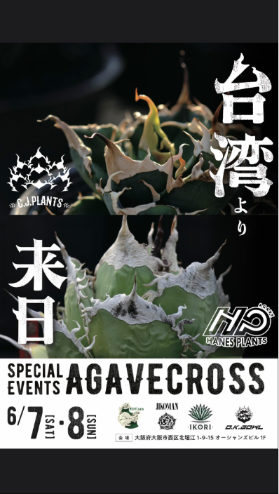 O・K BOWLがAGAVE CROSSイベントを大阪北堀江で開催、日本と台湾のアガベ専門家が希少種を一堂に展示販売