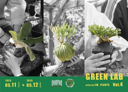 LIBPLANTS×GOLDFLOG ANDFCOXがビカクシダコルク付ワークショップを福岡で開催、マンツーマン指導で初心者も安心参加