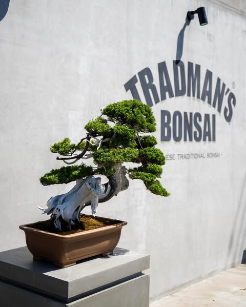 バーニーズ ニューヨーク六本木店でTRADMAN'S BONSAI初のPOP UP STORE開催、伝統と現代が融合した盆栽アートを展示販売