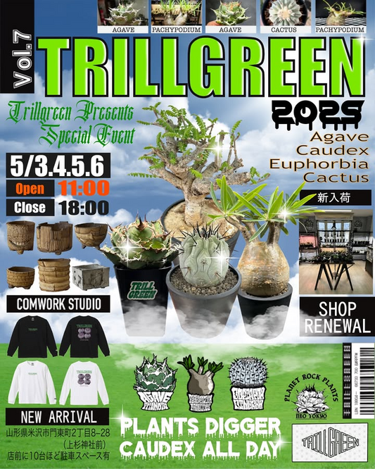 山形県米沢市のTRILLGREENでGWスーパーSALEイベント開催、アガベや塊根植物が特別価格で提供