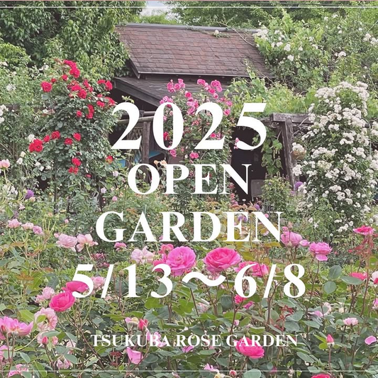 つくばローズガーデンが2025年オープンガーデンの開催を発表、5月13日から6月8日まで特別公開へ