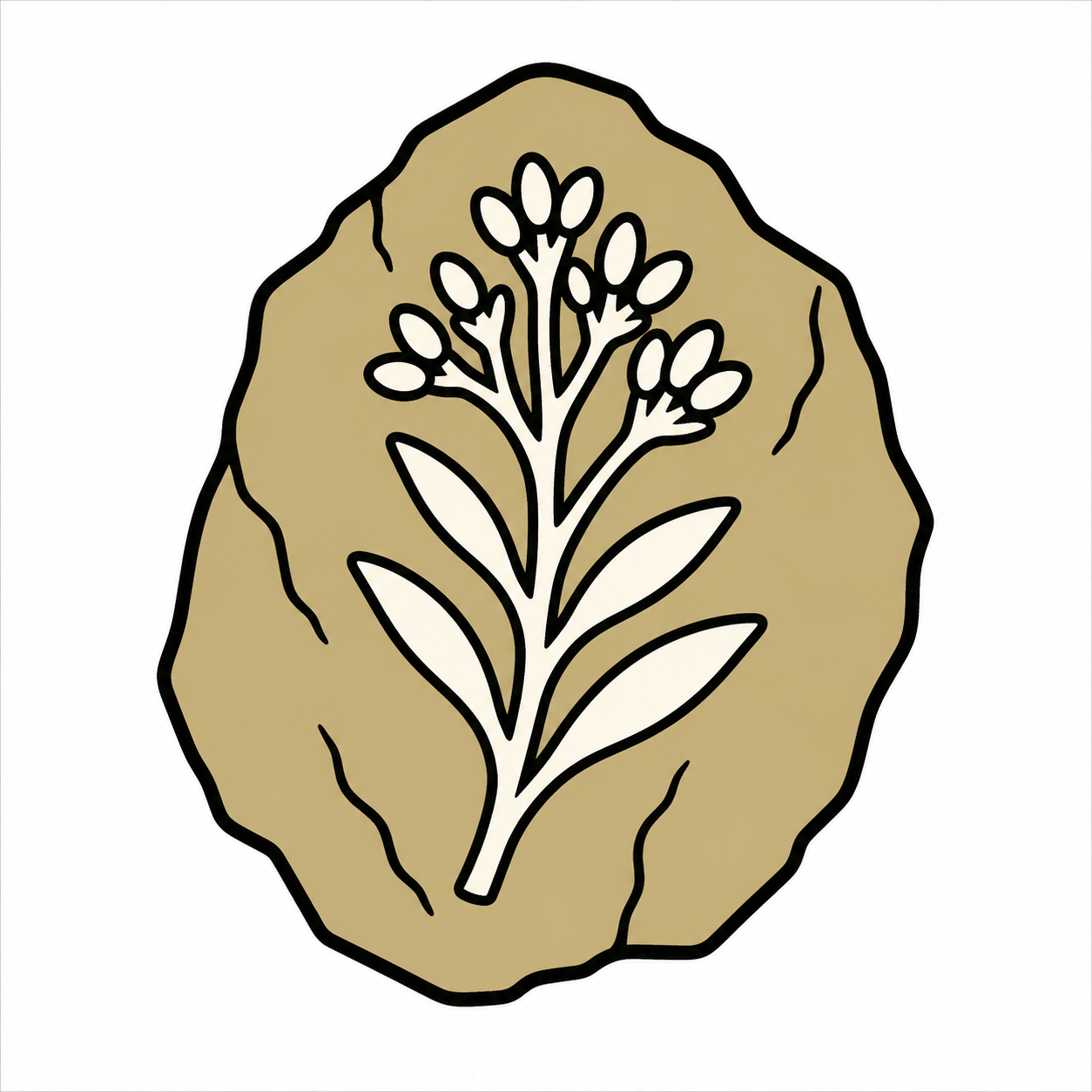 約680万年前の地層から新種の植物化石を発見