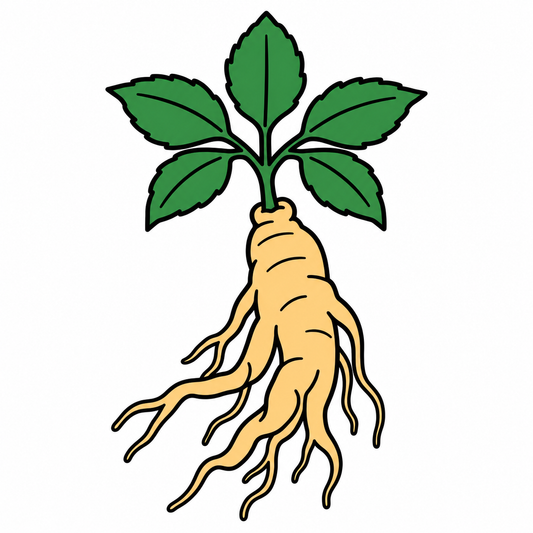 高麗人参の栽培期間を約4分の1へ、植物工場で生産