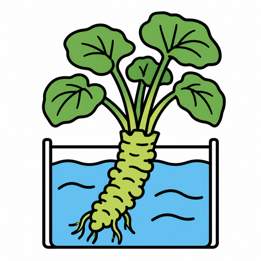 植物工場でわさび70本を水耕栽培、育成短縮も検証へ