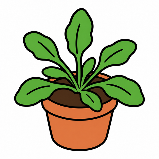 弱い変動光で植物の成長を高めるPGR5量を解明