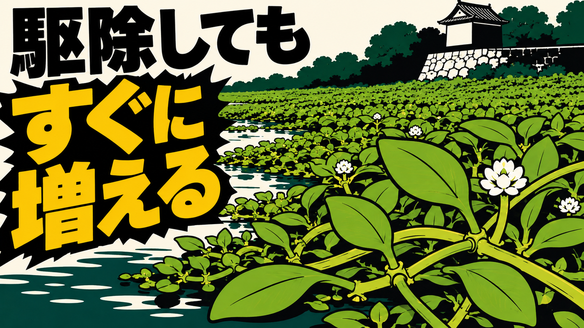 秋の植物・園芸ニュース｜外来水草の生息域拡大と再繁殖の現状