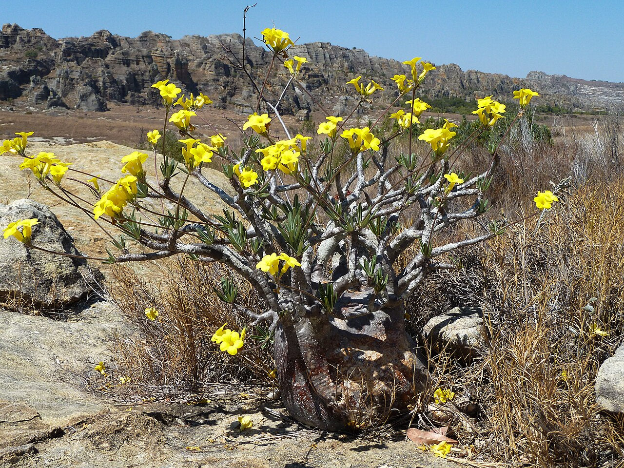 【リーフレの植物図鑑】「パキポディウム属」グラキリウス