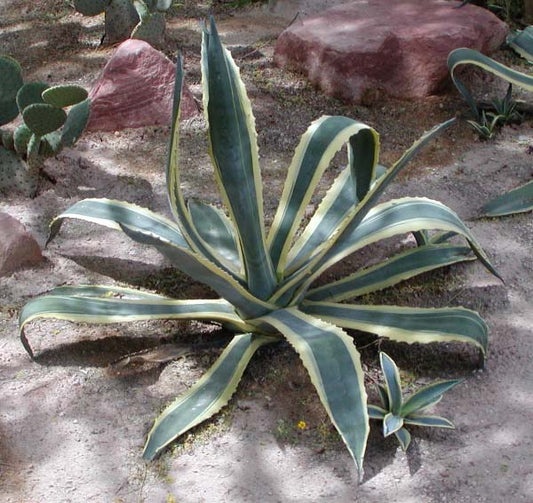 【植物図鑑】アガベ・アルボマージナータ（Agave albomarginata）とは？白縁が美しい多肉植物の魅力と育て方