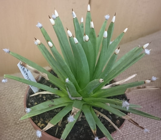 【植物図鑑】アガベ・アルボピローサ（Agave albopilosa）とは？神秘的な白毛を持つ希少な多肉植物の魅力