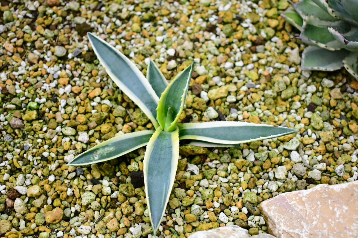 植物図鑑】アガベ・アメリカーナ（Agave americana）とは？巨大で存在 
