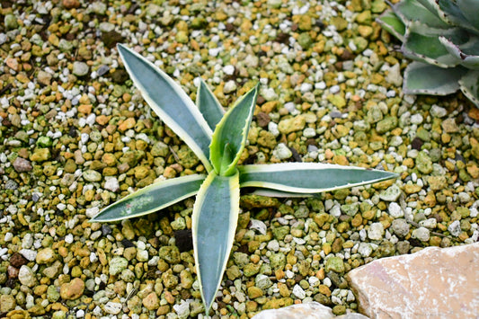 【植物図鑑】アガベ・アメリカーナ（Agave americana）とは？巨大で存在感のある多肉植物の魅力と育て方