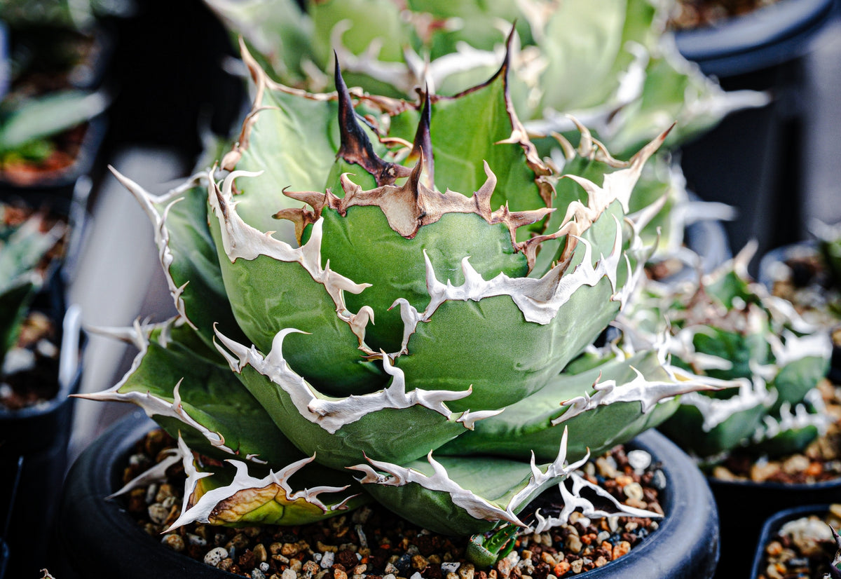 植物図鑑】アガベ・オテロイ（Agave oteroi）とは？青灰色の葉が魅力的 