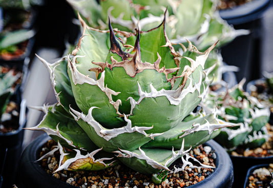 【植物図鑑】アガベ・オテロイ（Agave oteroi）とは？青灰色の葉が魅力的な希少な多肉植物