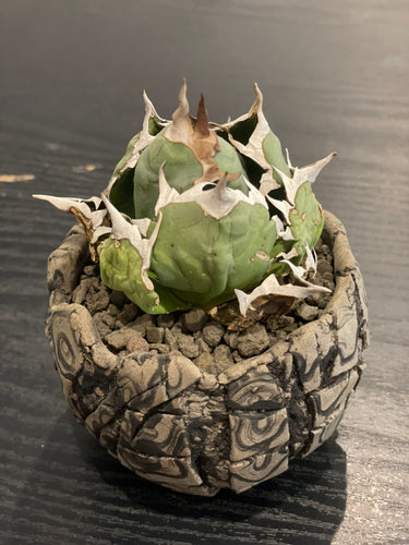 【植物図鑑】アガベ・チタノタ '姫巌竜'（ひめがんりゅう）Agave titanota himeganryuとは？小さくても力強い多肉植物の魅力と育て方