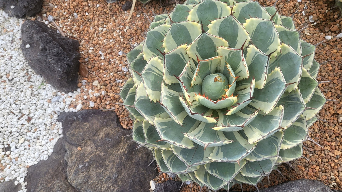 植物図鑑】アガベ・ポタトラム (Agave potatorum) - 雷神とは？力強い 