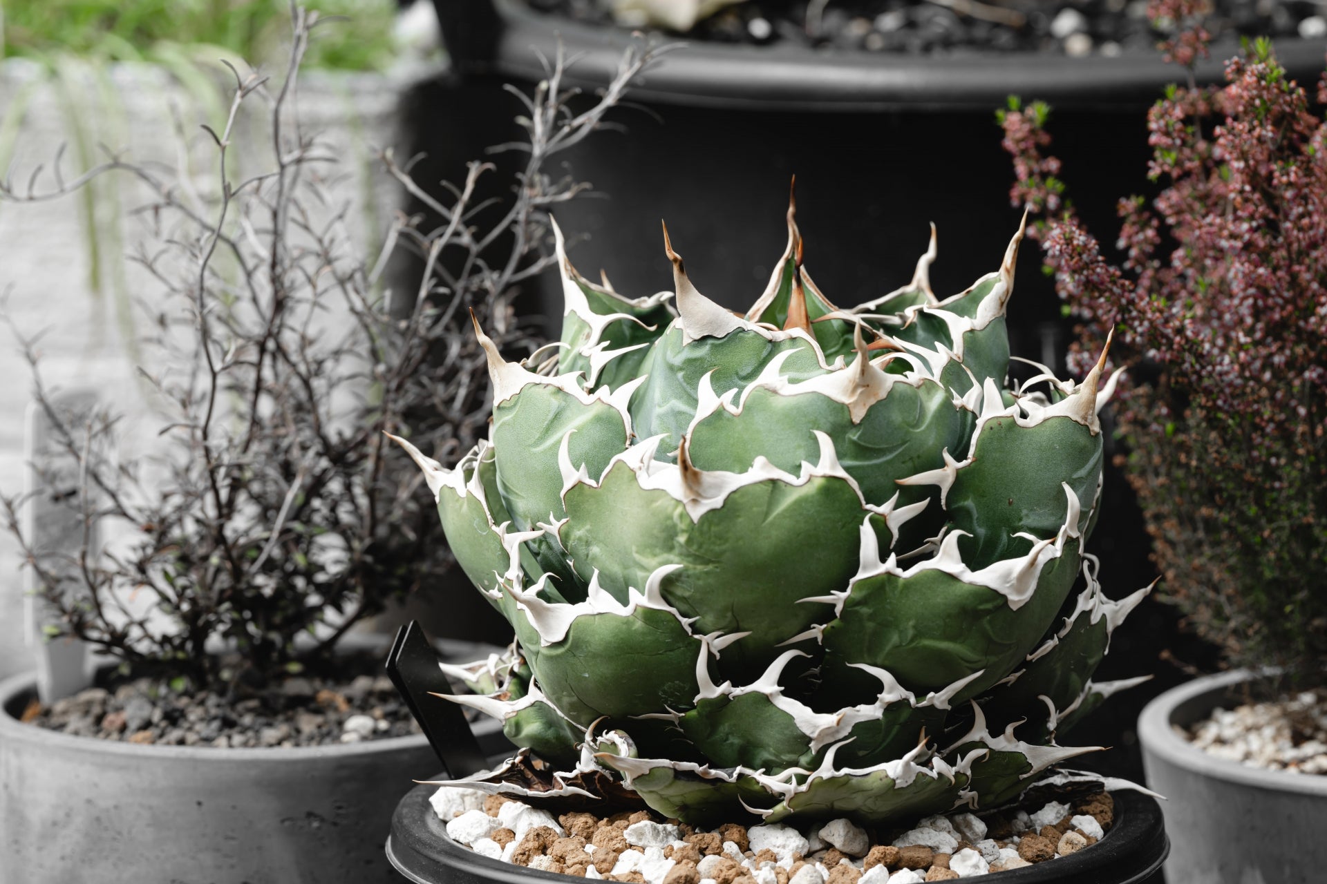 【リーフレの植物図鑑】「アガベ属」